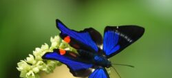 Été des spécialistes 2024 – Sortie Papillons