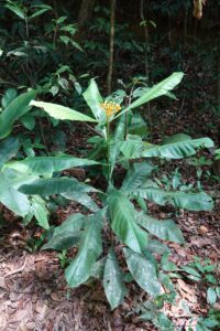 Potalia amara, plante