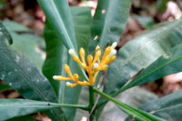 Potalia amara, inflorescence