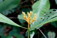 Potalia amara, inflorescence