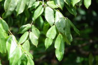 Feuilles du Wapa rivière, Eperua rubiginosa