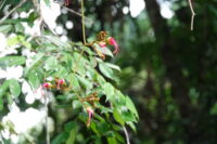 Fleurs du Wapa rivière, Eperua rubiginosa