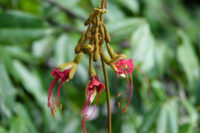 Fleurs du Wapa rivière, Eperua rubiginosa