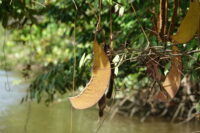 Fruit du Wapa rivière, Eperua rubiginosa