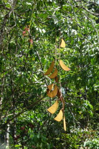 Wapa rivière, Eperua rubiginosa