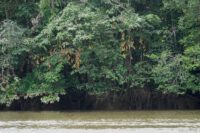 Wapa rivière, Eperua rubiginosa au dessus du fleuve Orapu