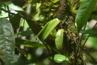 Philodendron squamiferum, jeune plante, association Trésor