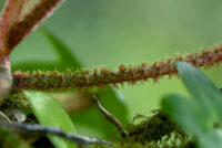 Philodendron squamiferum, association Trésor