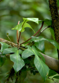 Philodendron squamiferum, association Trésor