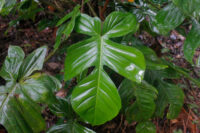 Philodendron squamiferum, association Trésor